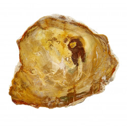 petrified wood from madagascar 
