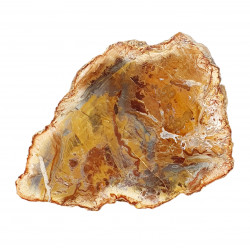 petrified wood from madagascar 