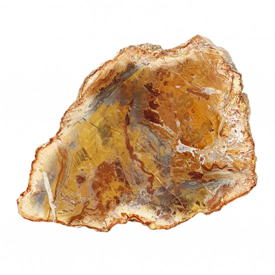 petrified wood from madagascar 