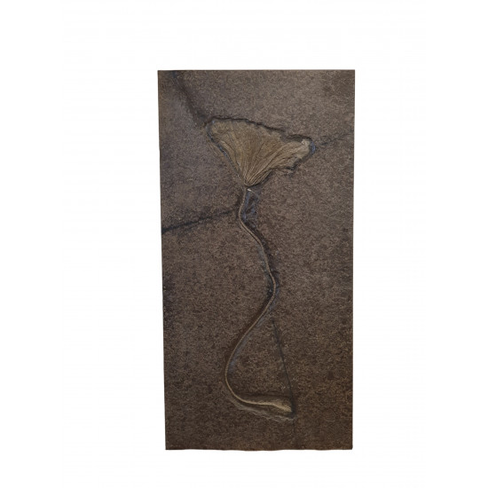 Seirocrinus subangularis