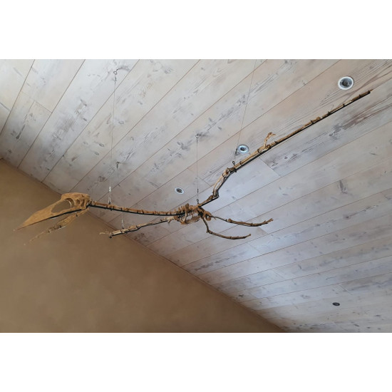Phosphatodraco mauritanicus (Pterosaure) Phosphatodraco mauritanicus (Pterosaure)