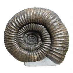 Pavlovia (Perisphinctidae)  48 cm 