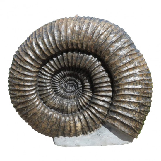 Pavlovia (Perisphinctidae) 48 cm Pavlovia (Perisphinctidae) 48 cm