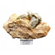 edenite