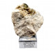 edenite