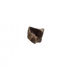 triceratops horridus (tooth)