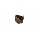 triceratops horridus (tooth)