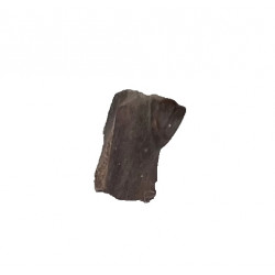 triceratops horridus (tooth) 