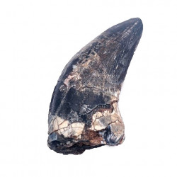 afrovenator abakensis