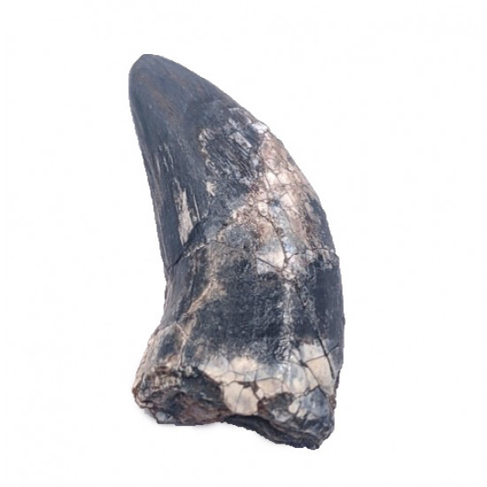 afrovenator abakensis