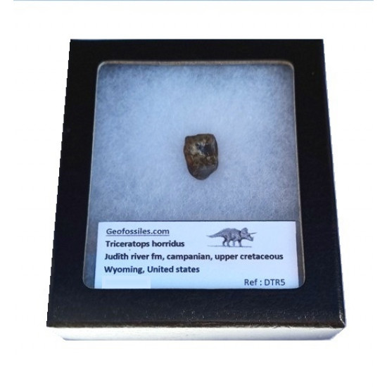 triceratops horridus (tooth)