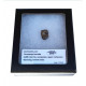 triceratops horridus (tooth)