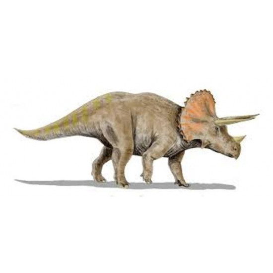 triceratops horridus (tooth)