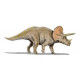 triceratops horridus (tooth)