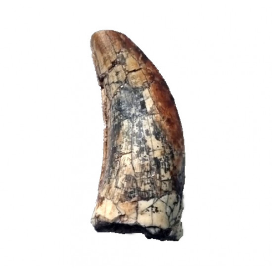 spinostropheus gautieri