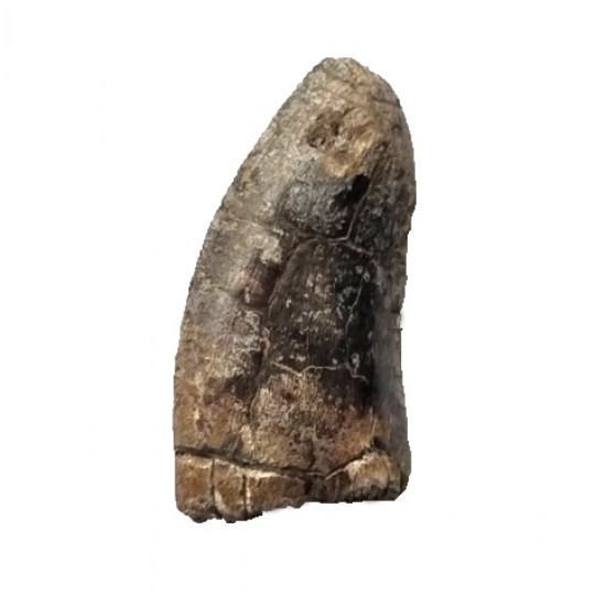 spinostropheus gautieri