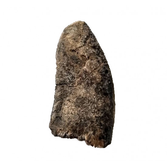 spinostropheus gautieri