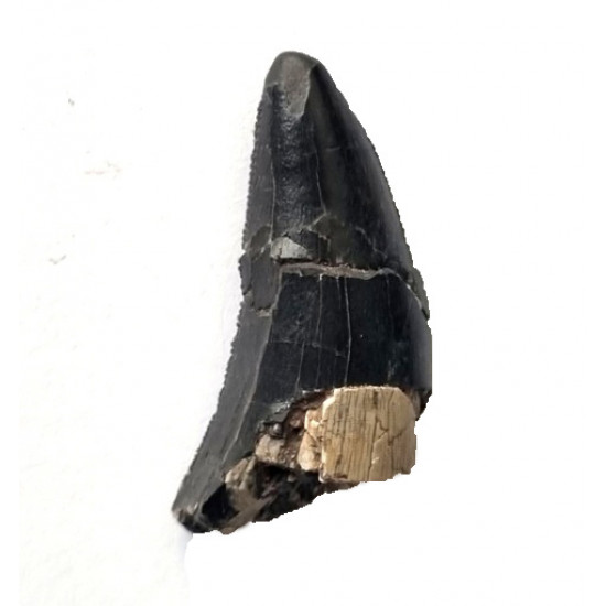 spinostropheus gautieri
