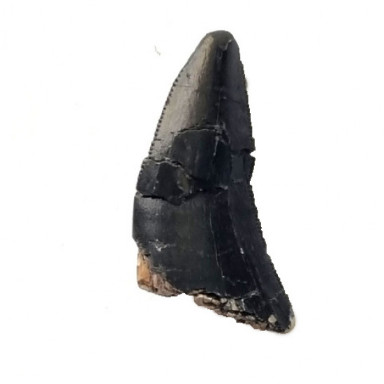 spinostropheus gautieri