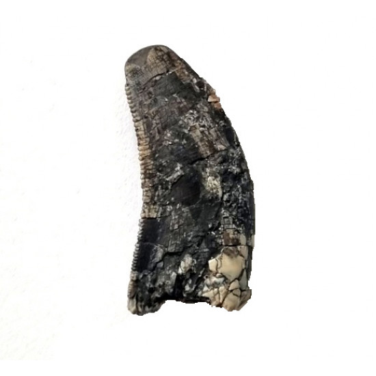 spinostropheus gautieri