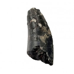 spinostropheus gautieri
