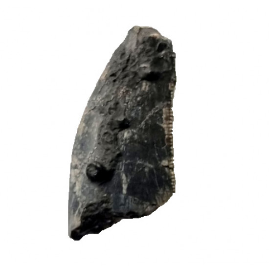 spinostropheus gautieri