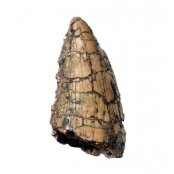 spinostropheus gautieri