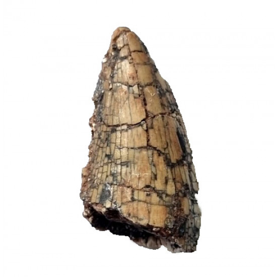 spinostropheus gautieri