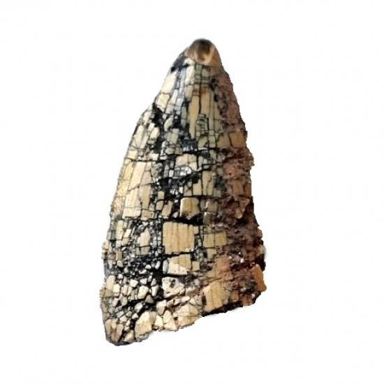 spinostropheus gautieri
