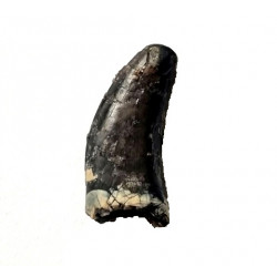 spinostropheus gautieri