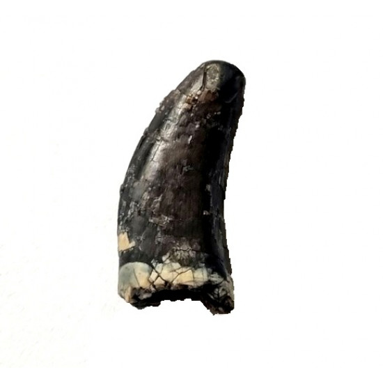 spinostropheus gautieri