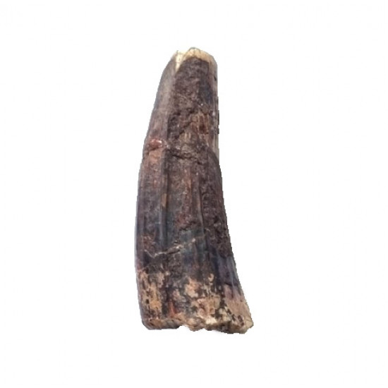 spinosauridae sp.