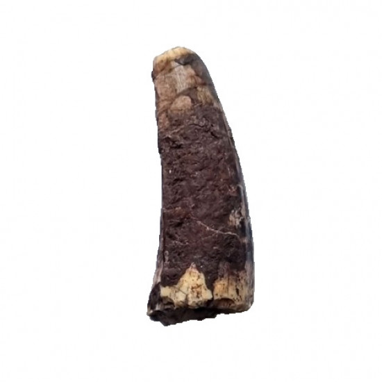 spinosauridae sp.