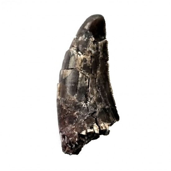spinostropheus gautieri