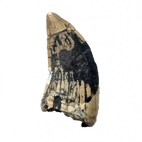 spinostropheus gautieri
