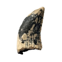 spinostropheus gautieri
