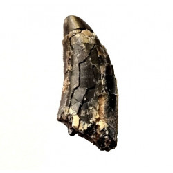 spinostropheus gautieri