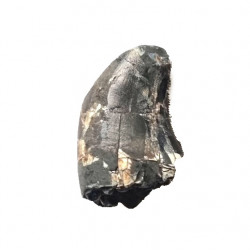 afrovenator abakensis