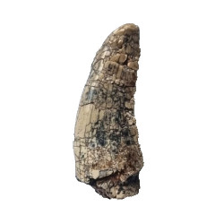 afrovenator abakensis