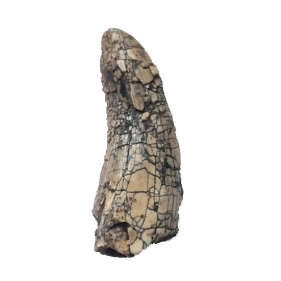 afrovenator abakensis