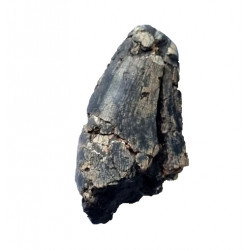 afrovenator abakensis