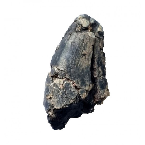 afrovenator abakensis