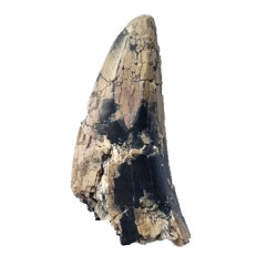 afrovenator abakensis