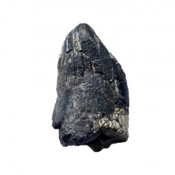 afrovenator abakensis 