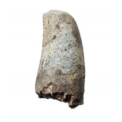 afrovenator abakensis