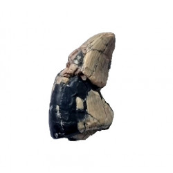 afrovenator abakensis 