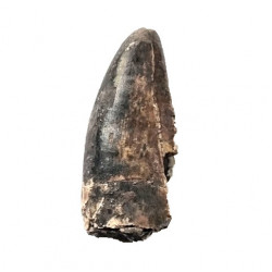 afrovenator abakensis