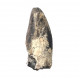 afrovenator abakensis