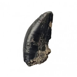 spinostropheus gautieri 