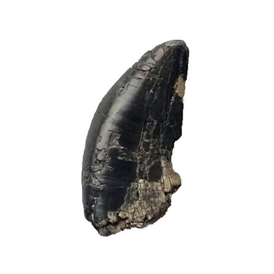 spinostropheus gautieri 